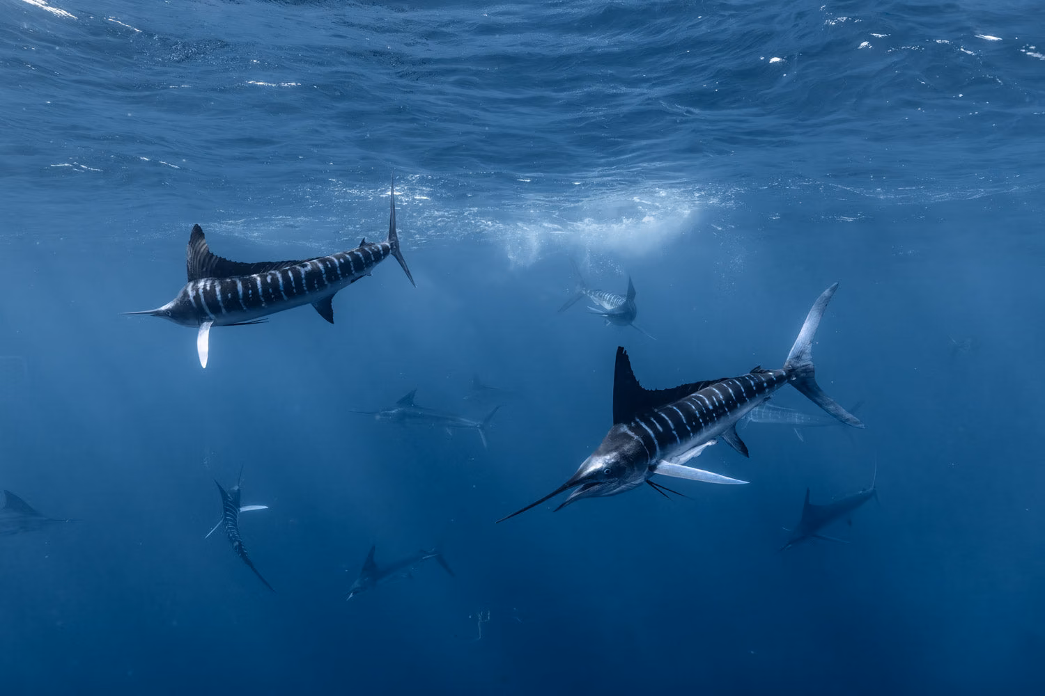 Striped marlin hunting in open blue water below the surface
