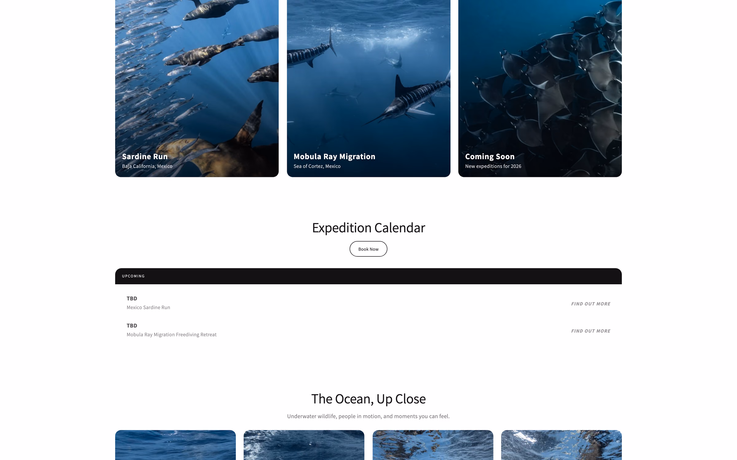 Wildtide Crew expeditions: cards for Sardine Run and Mobula Ray Migration, the expedition calendar and an ocean photo strip